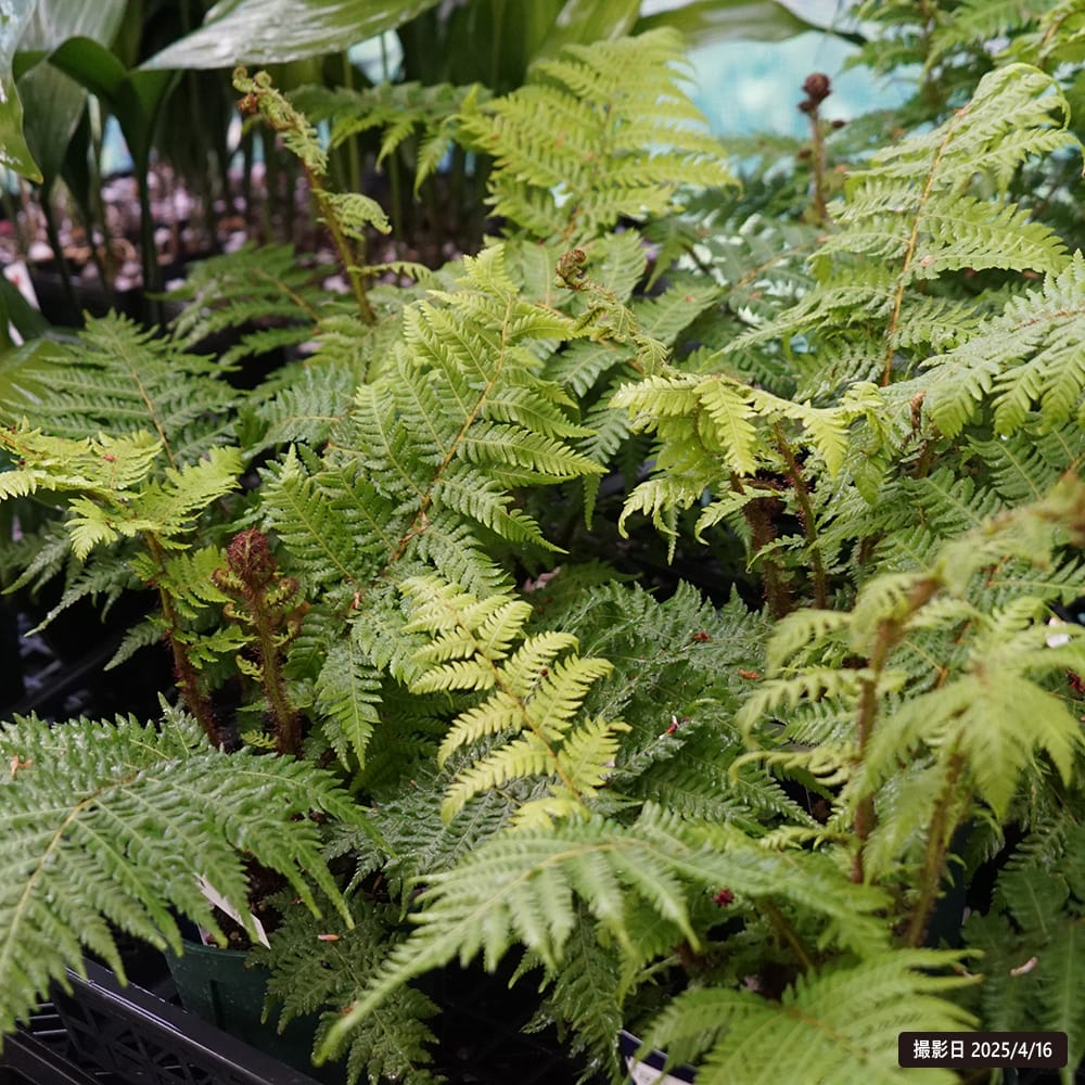 ヘゴ クーペリー 2