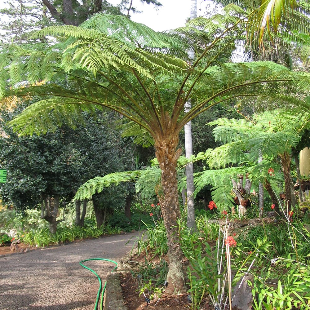 ヘゴ クーペリー 3