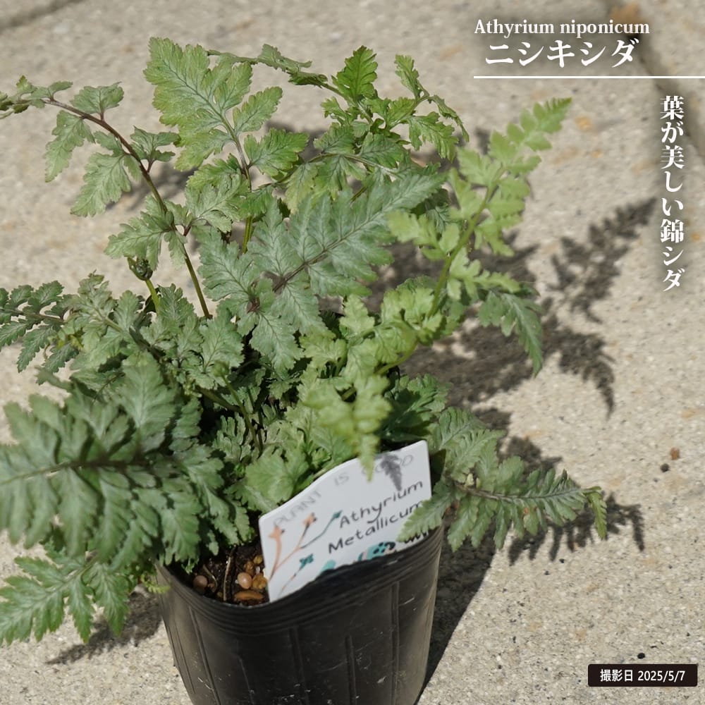 シダ ニシキシダ 