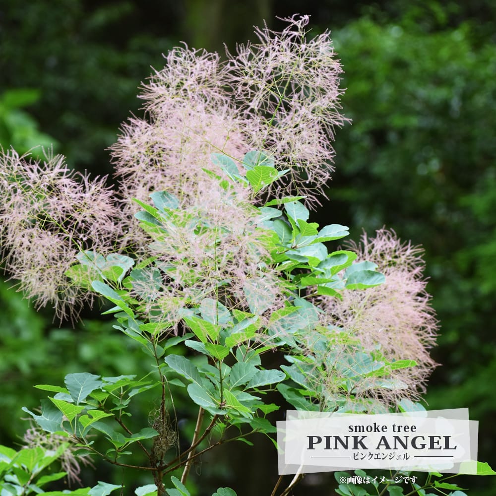 スモークツリー ピンクエンジェル 苗 販売 苗木部 By 花ひろばオンライン