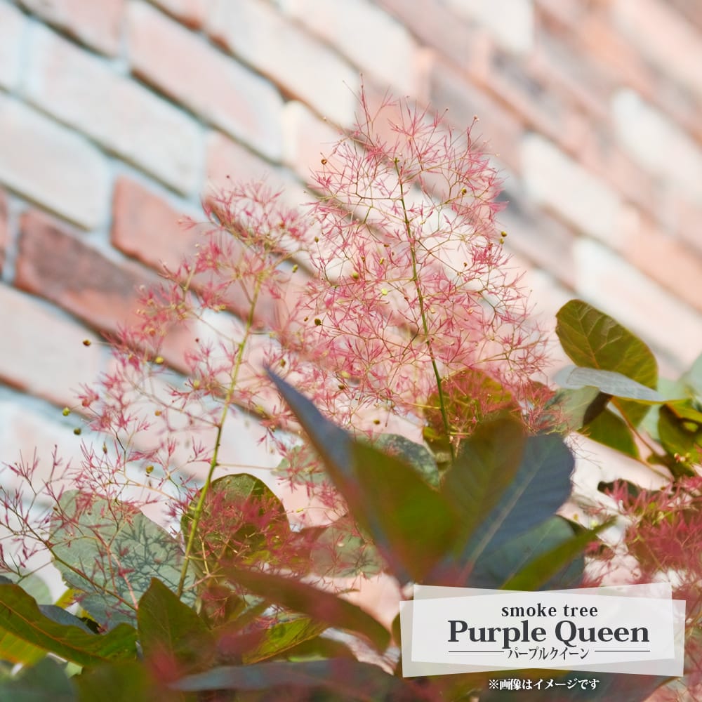 スモークツリー パープルクイーン 苗 販売 苗木部 By 花ひろばオンライン