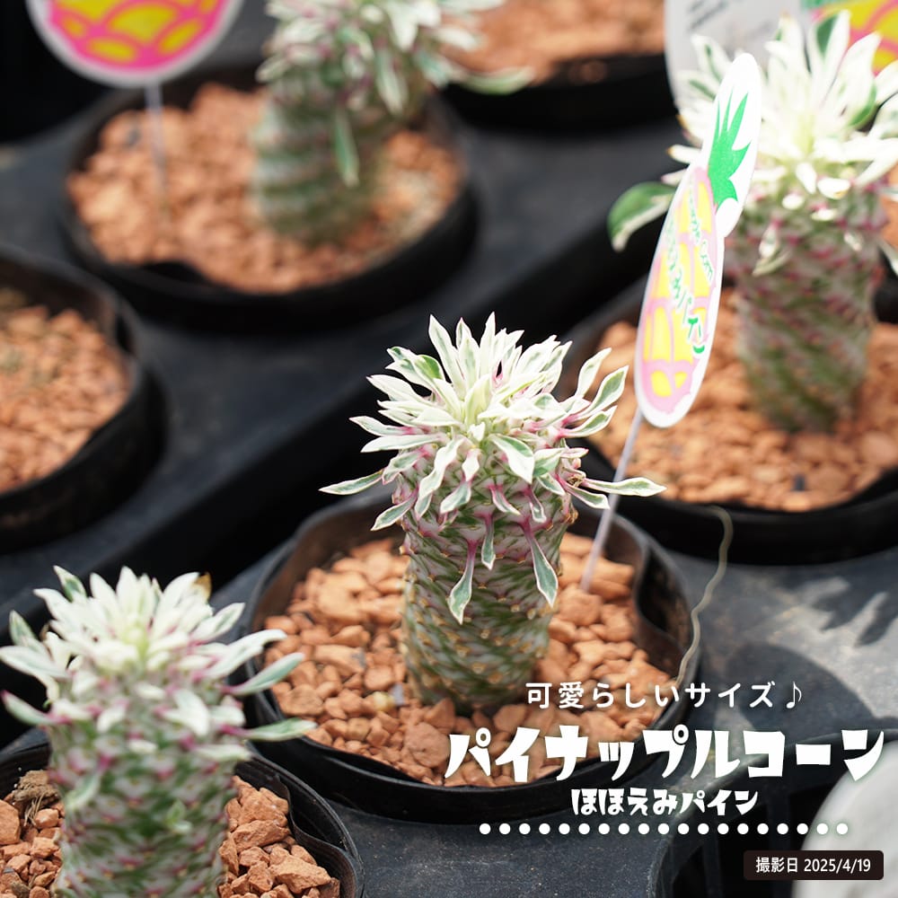 ソテツキリン ほほえみパイン 