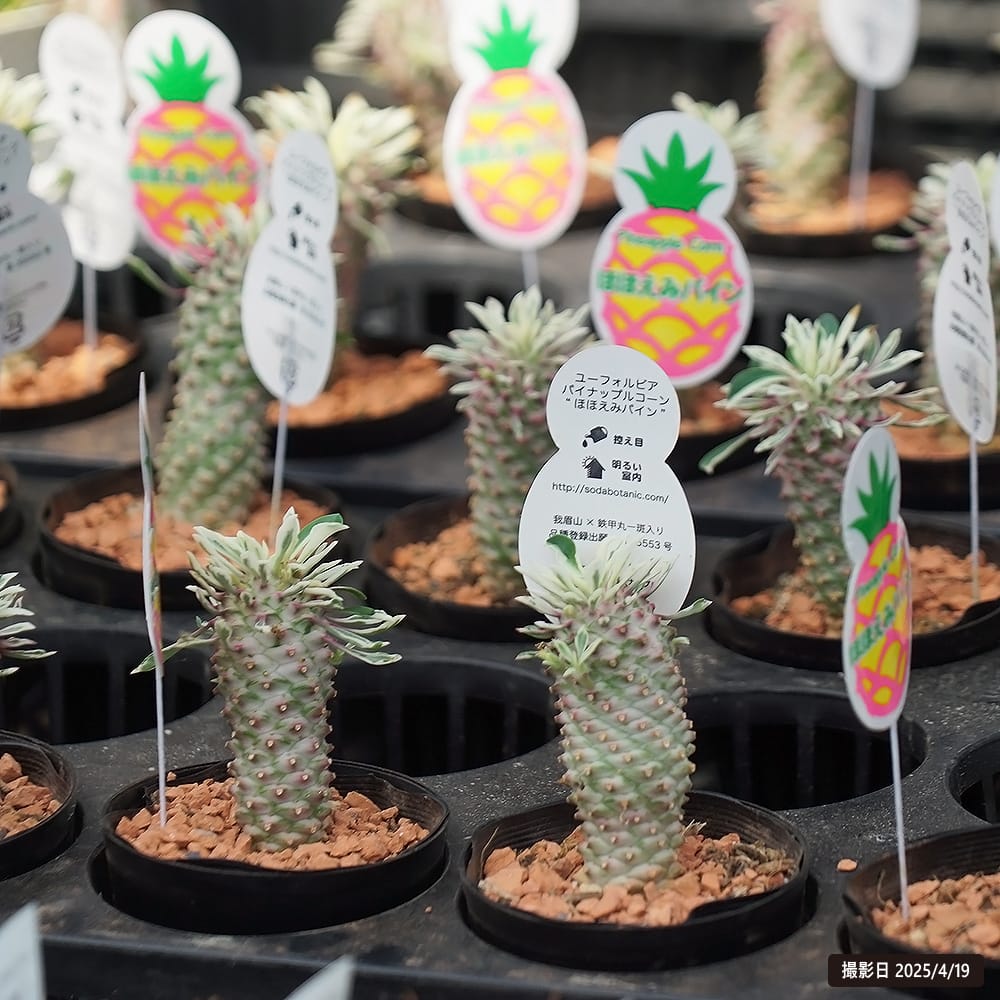 ソテツキリン ほほえみパイン 1