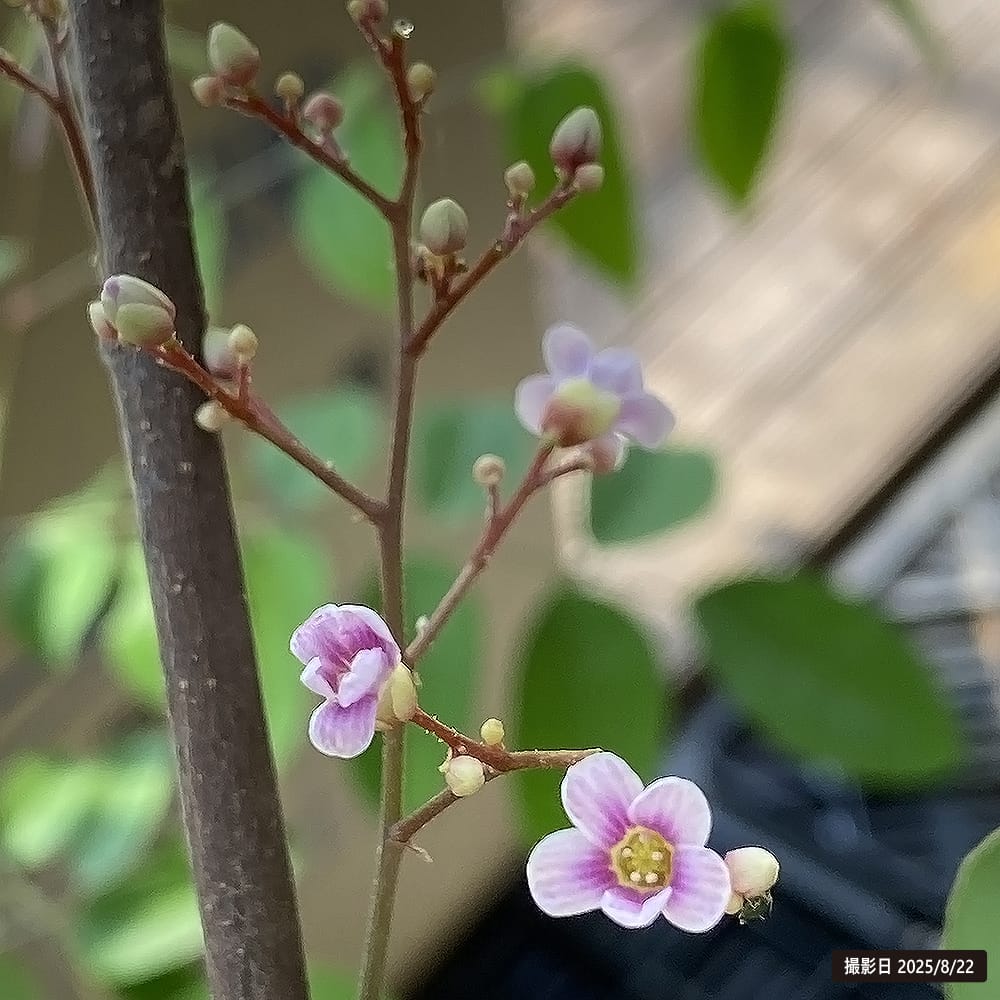 スターフルーツ ハニージャンボ 6