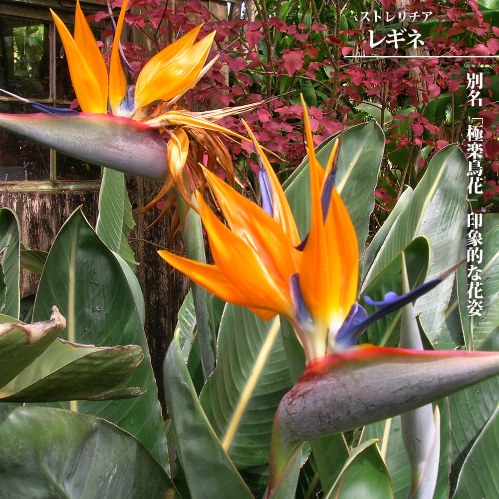 ストレリチア レギネ 苗 通販 苗木部 By 花ひろばオンライン