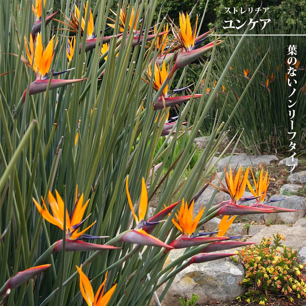 ストレリチア ユンケア 