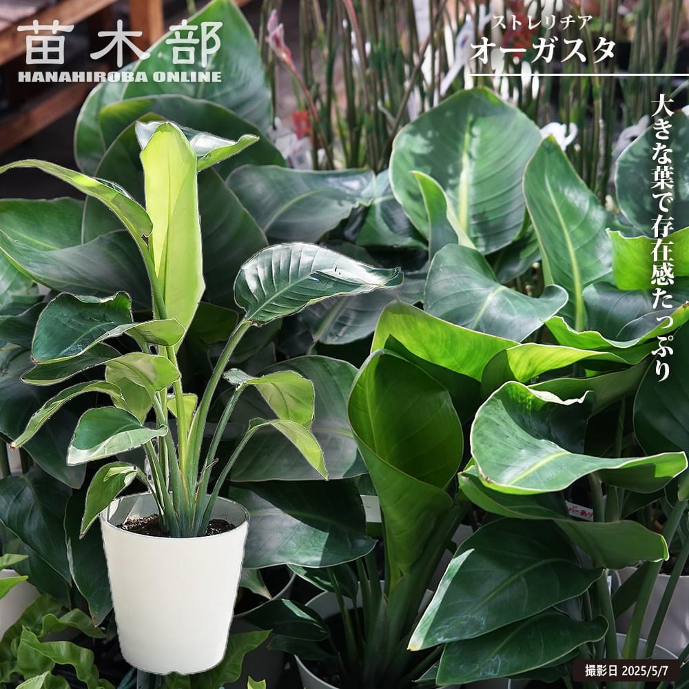 ストレリチア オーガスタ 