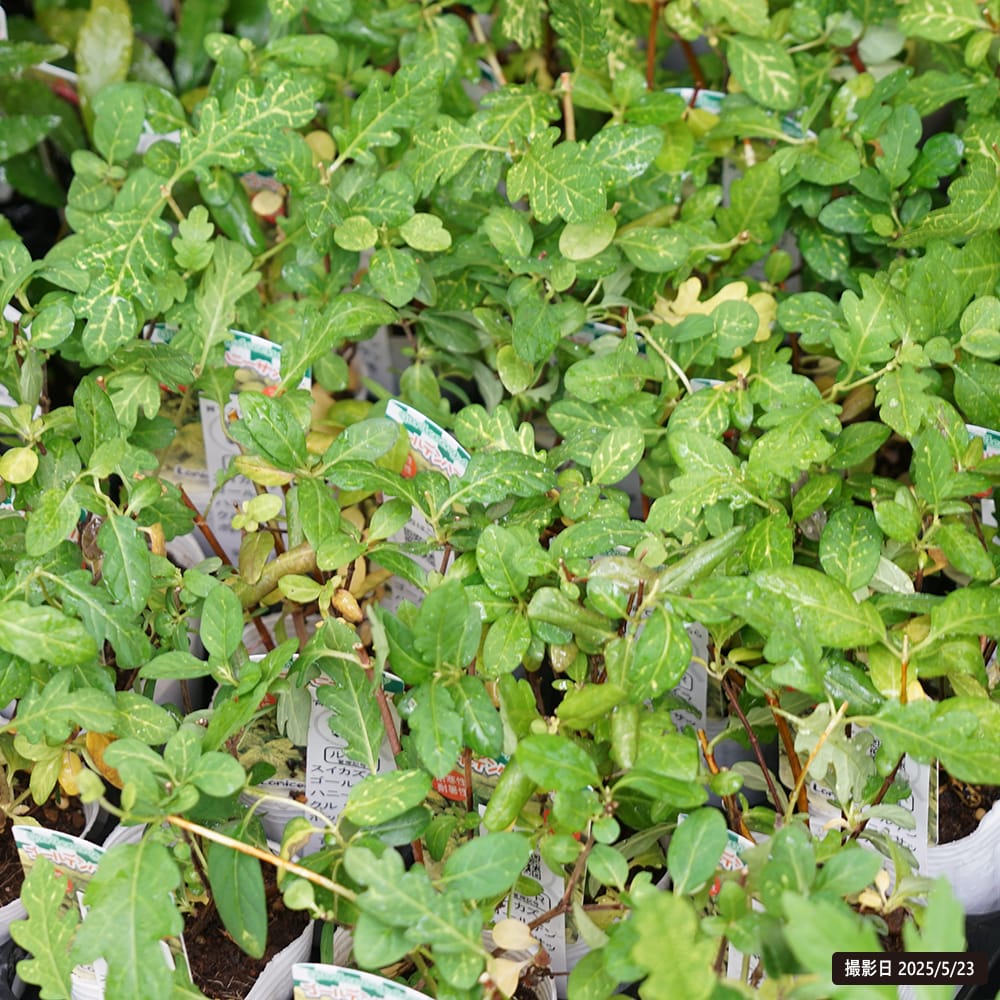 スイカズラ ゴールデンハニーサックル 1