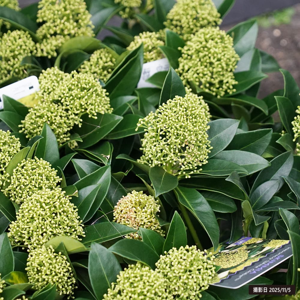 スキミア ホワイトグローブ 2