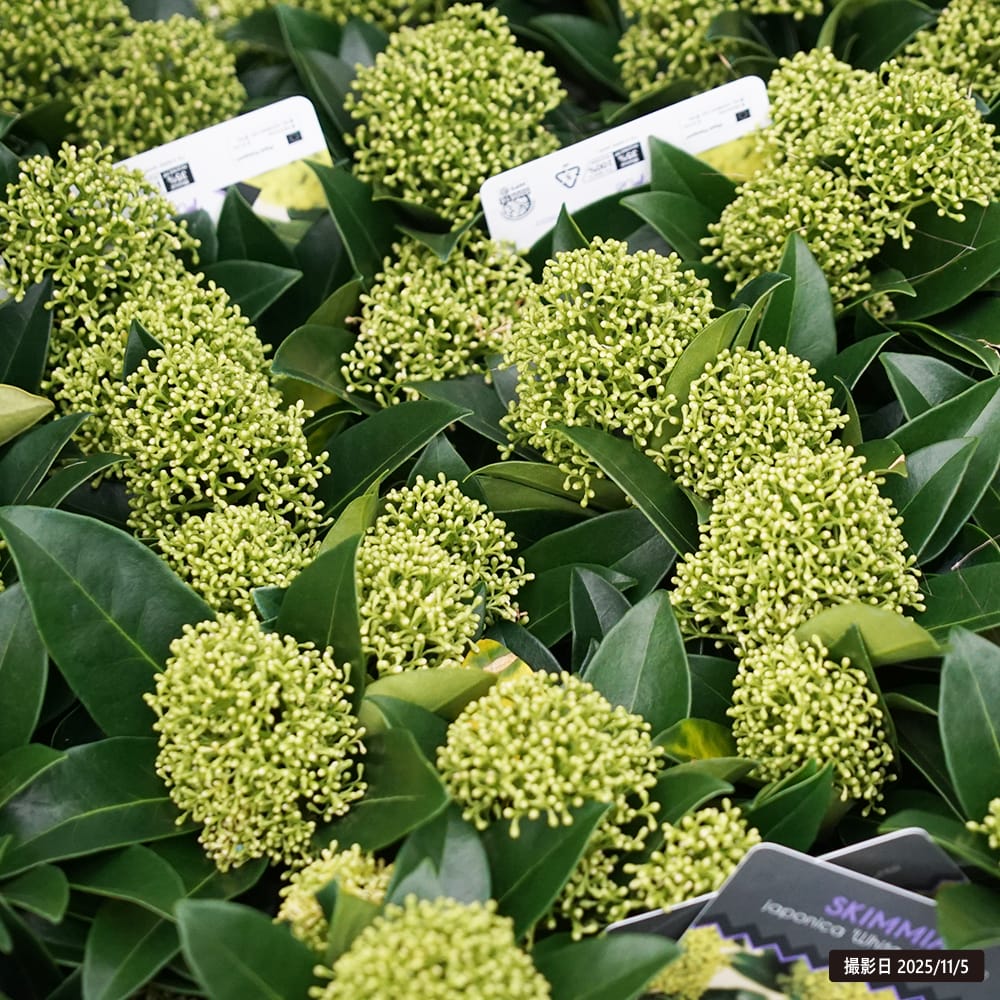 スキミア ホワイトグローブ 3