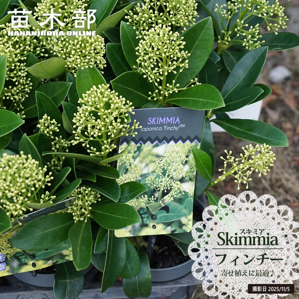 スキミア フィンチー 