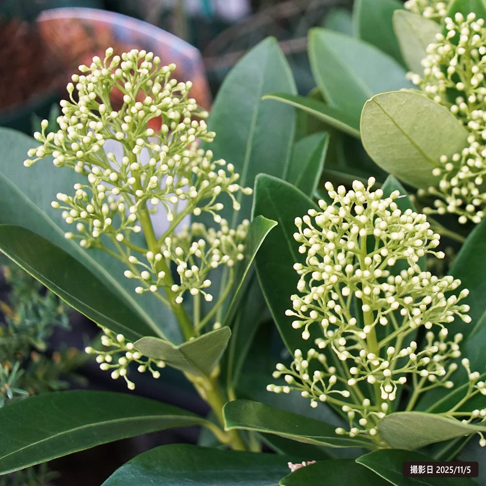 スキミア フィンチー 2