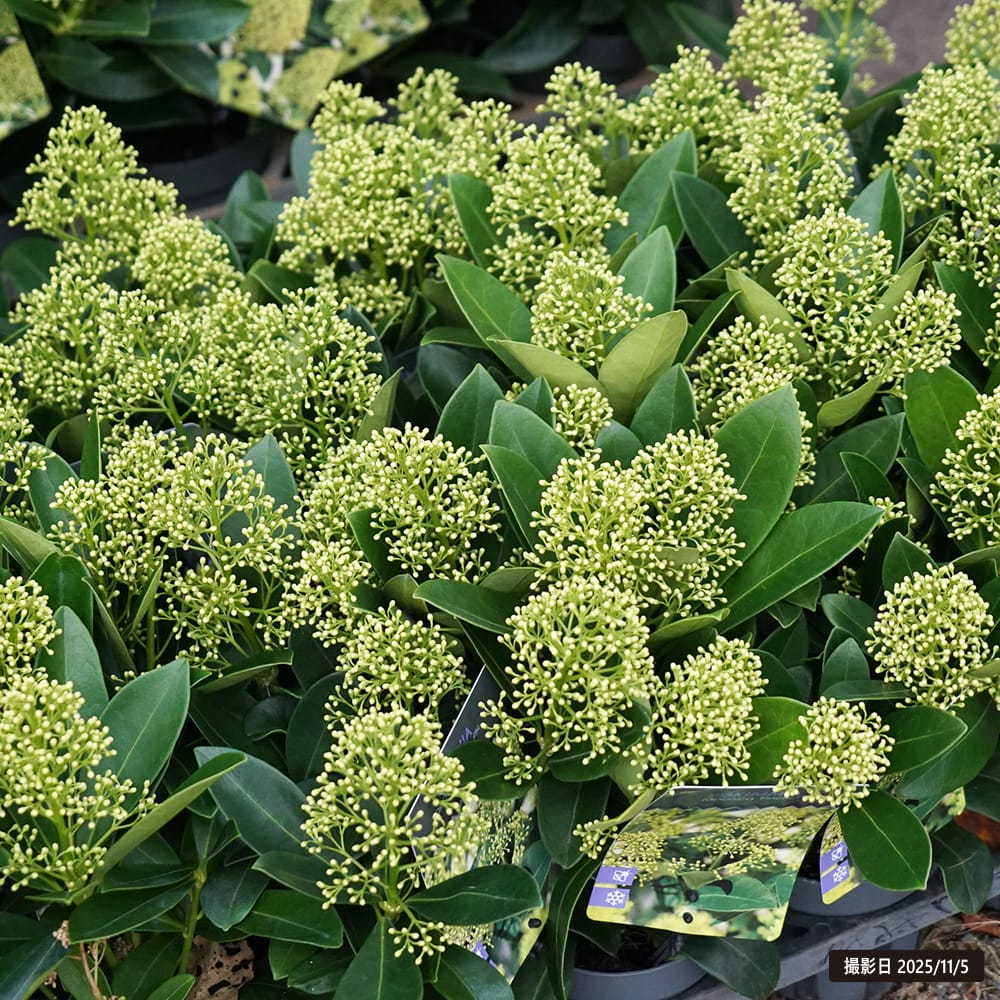 スキミア フィンチー 3