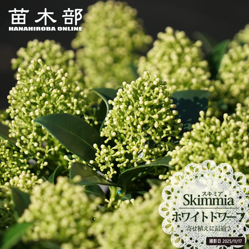 スキミア ホワイトドワーフ 