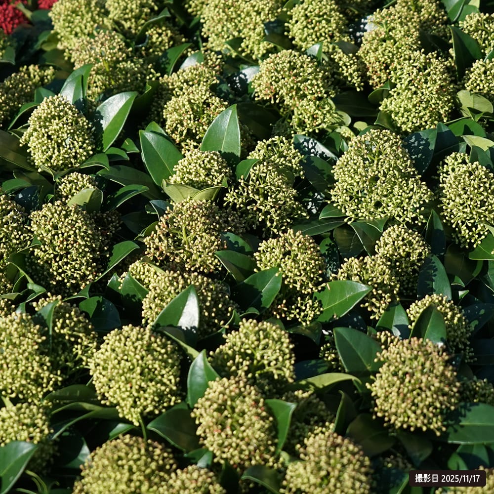 スキミア フレグラントクラウド 2