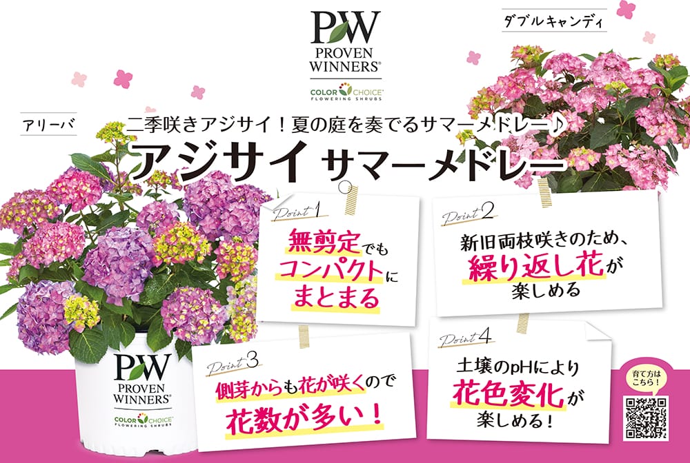 アジサイ アリーバ 1