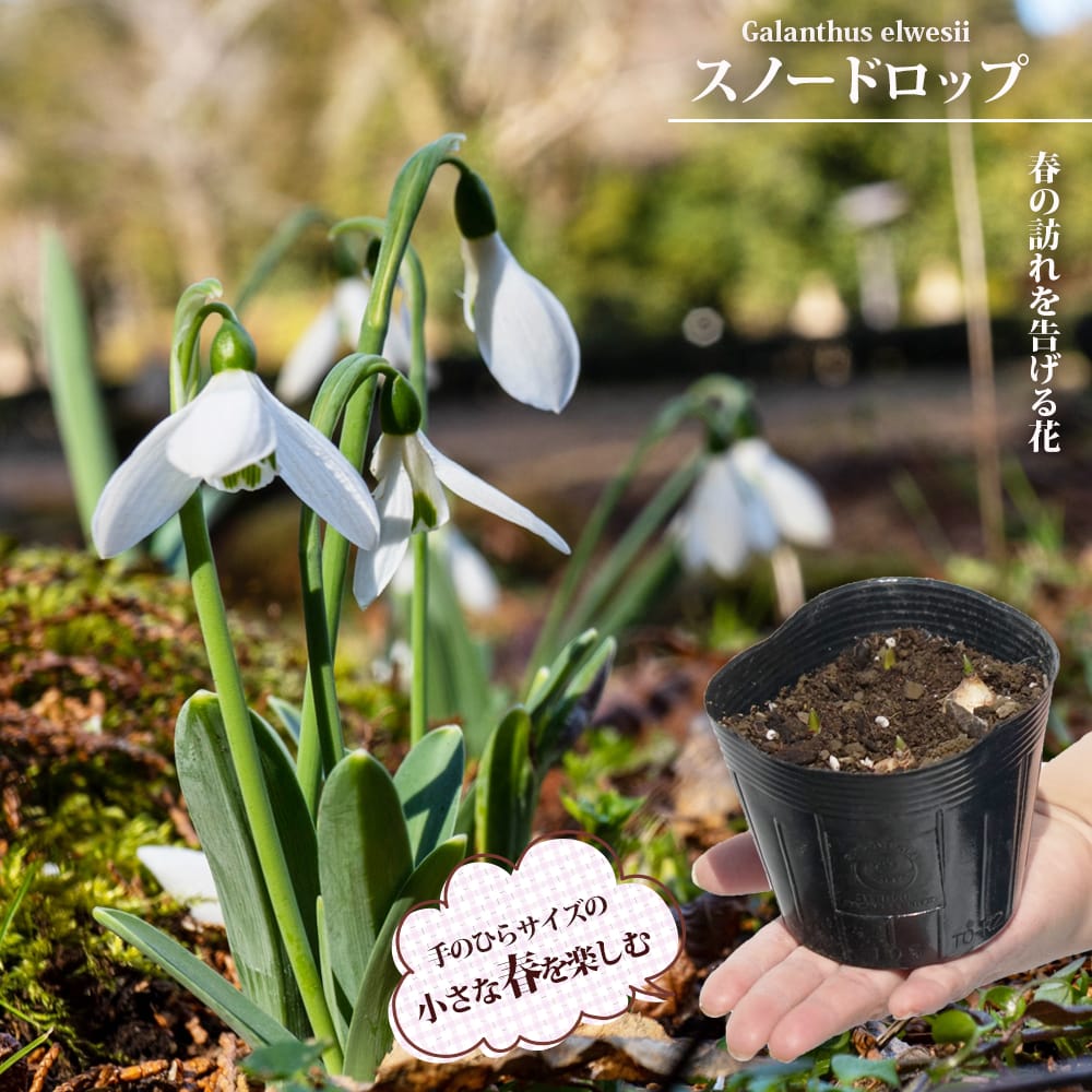 スノードロップ ガランサス エルウェシー 2