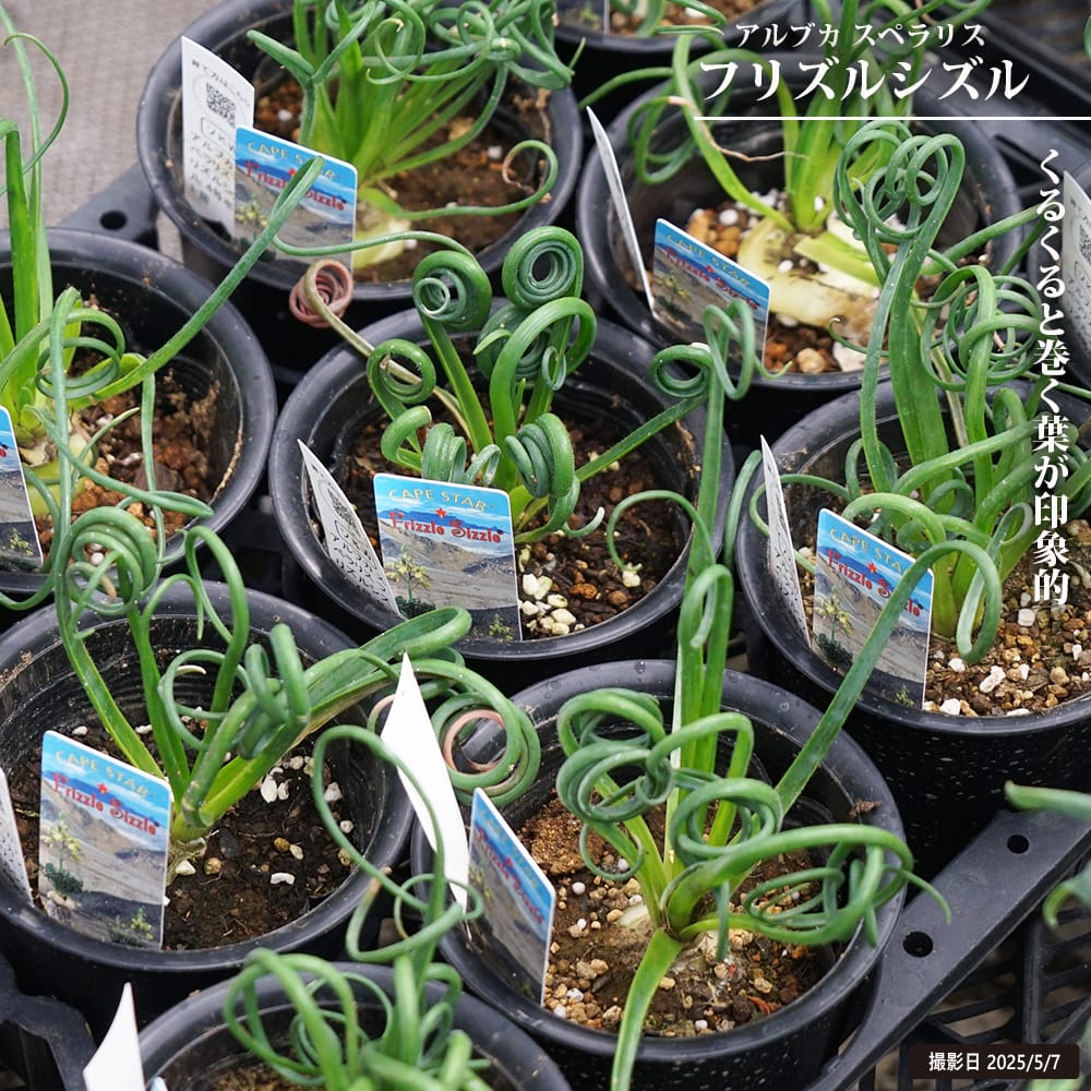 アルブカ スペラリス フリズルシズル 苗 販売 苗木部 By 花ひろば