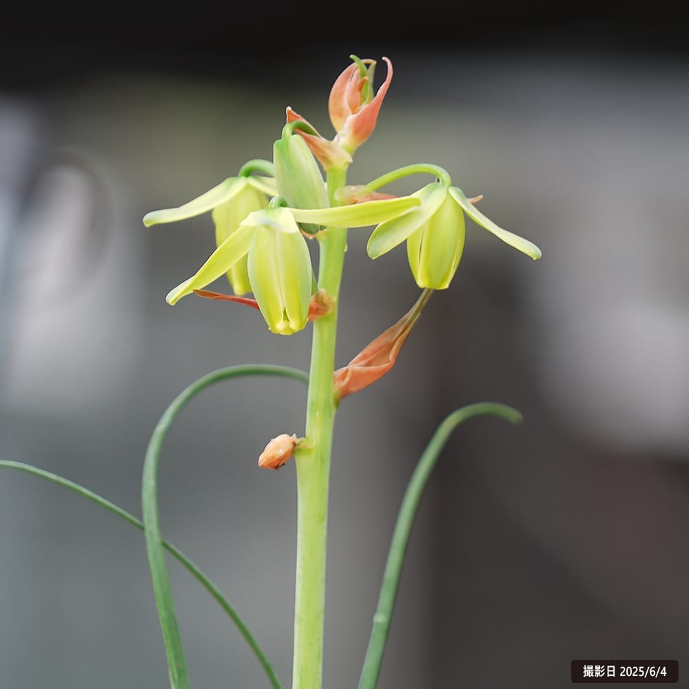 アルブカ スペラリス フリズルシズル 2