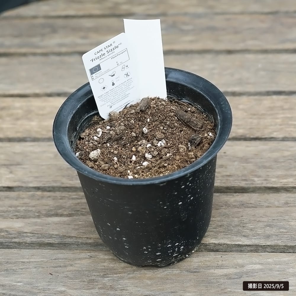 アルブカ スペラリス フリズルシズル 3