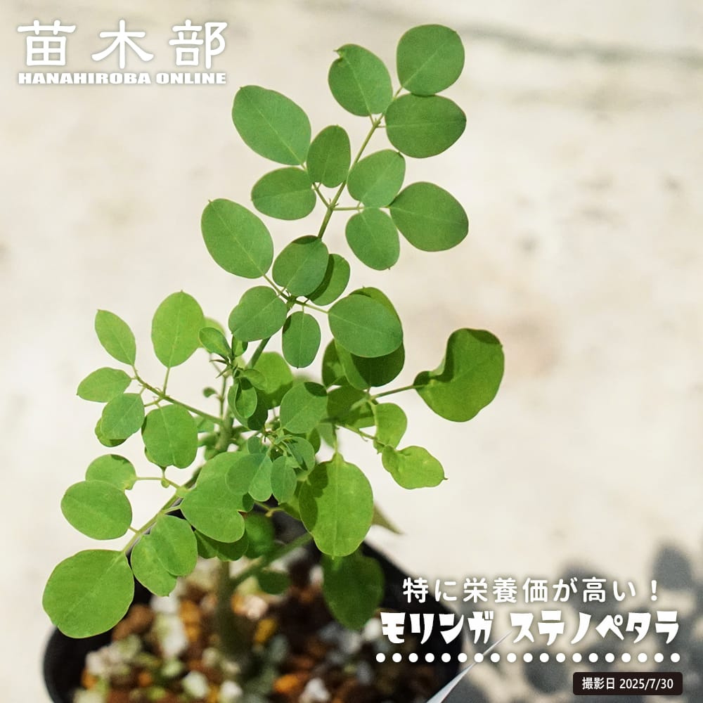 モリンガ ステノペタラ 苗 販売 苗木部 By 花ひろばオンライン