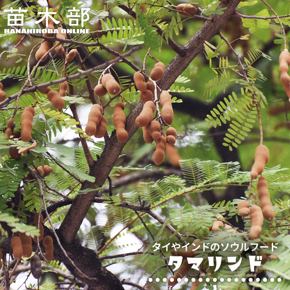 タマリンド タマリンド 
