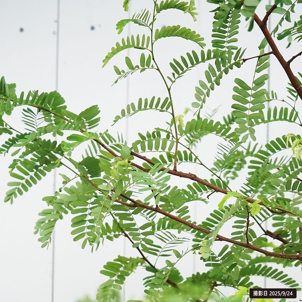 タマリンド タマリンド 1