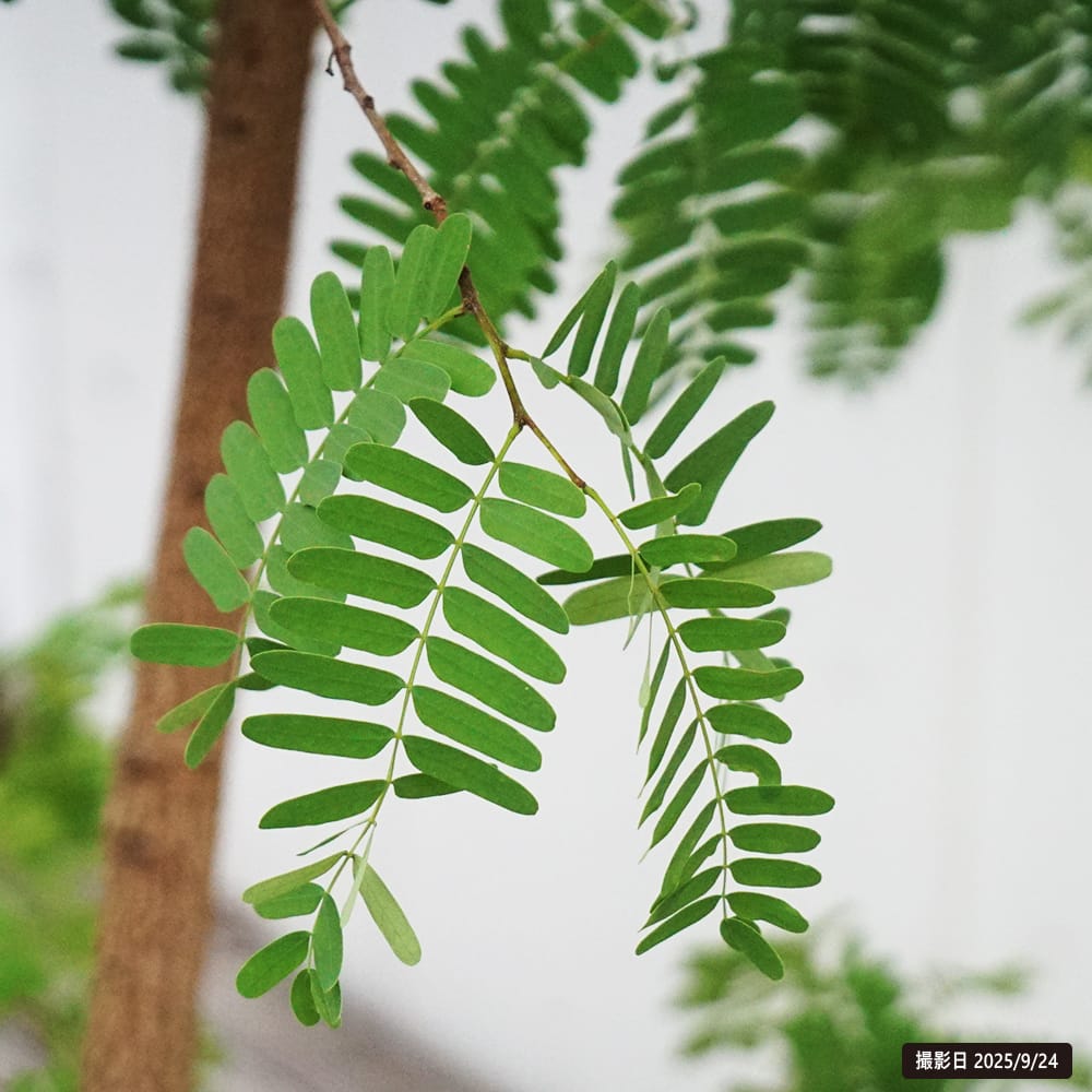 タマリンド タマリンド 2