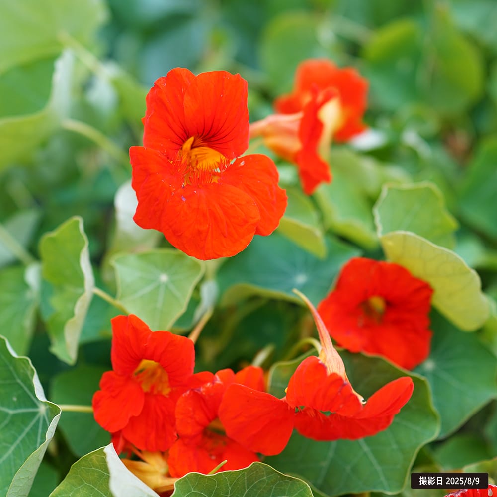 ナスタチウム エンプレスオブインディア 1