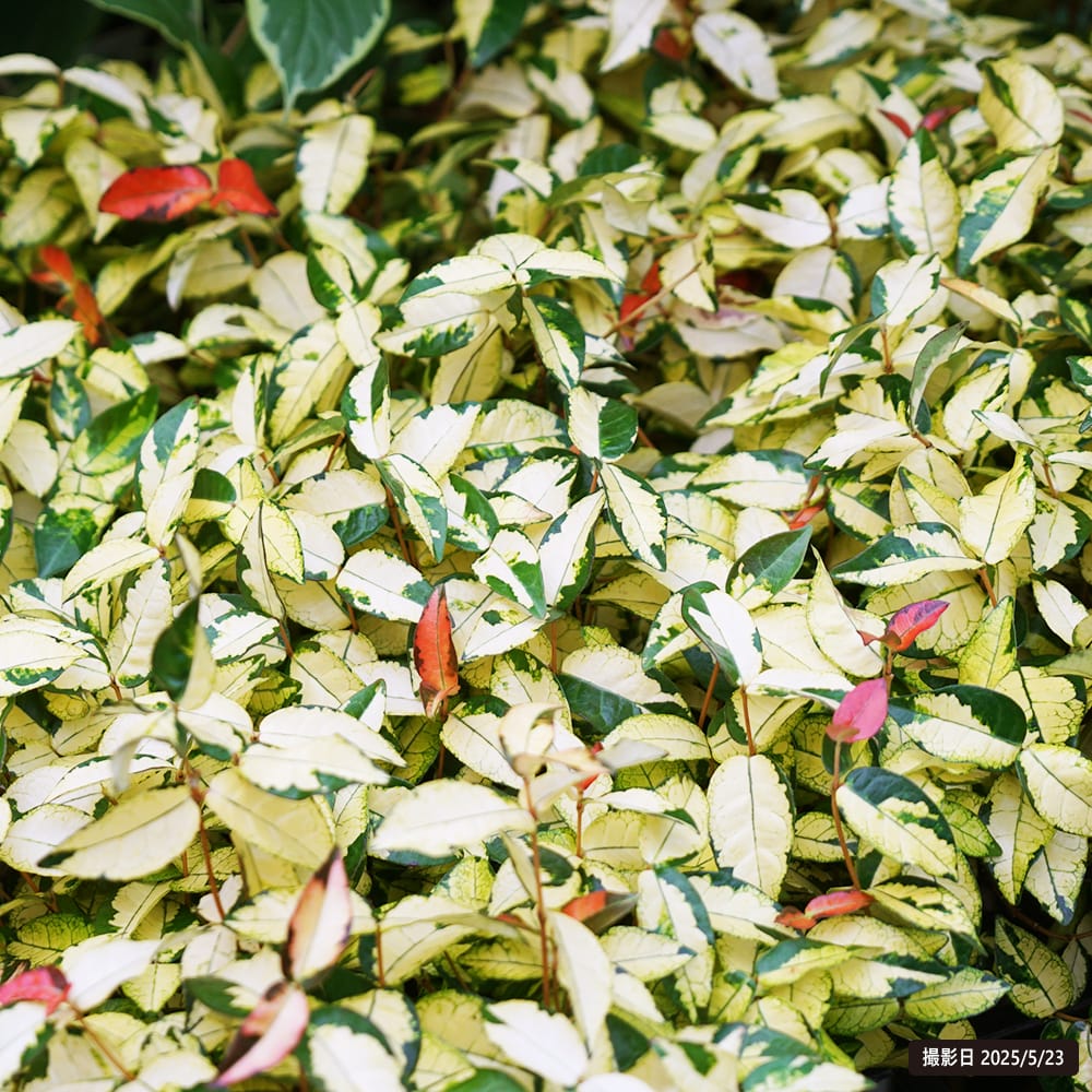 テイカカズラ 黄金錦 1