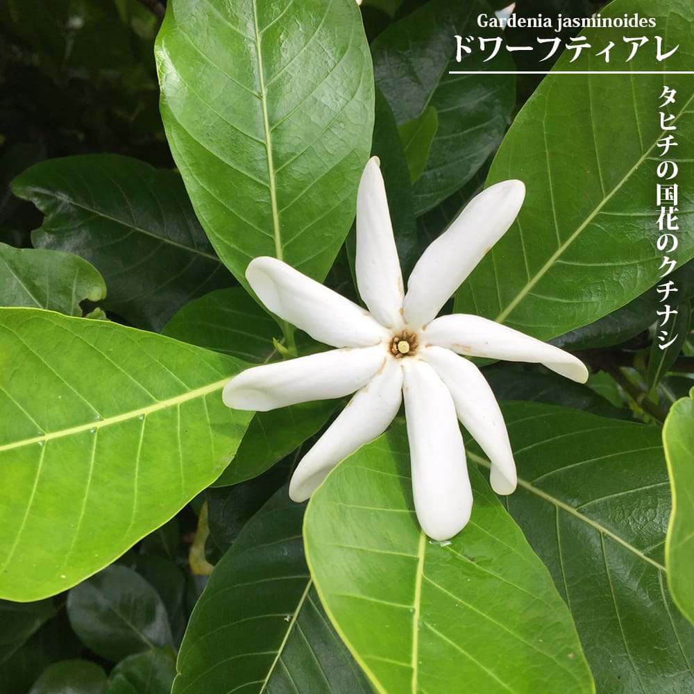 クチナシ ドワーフティアレ 