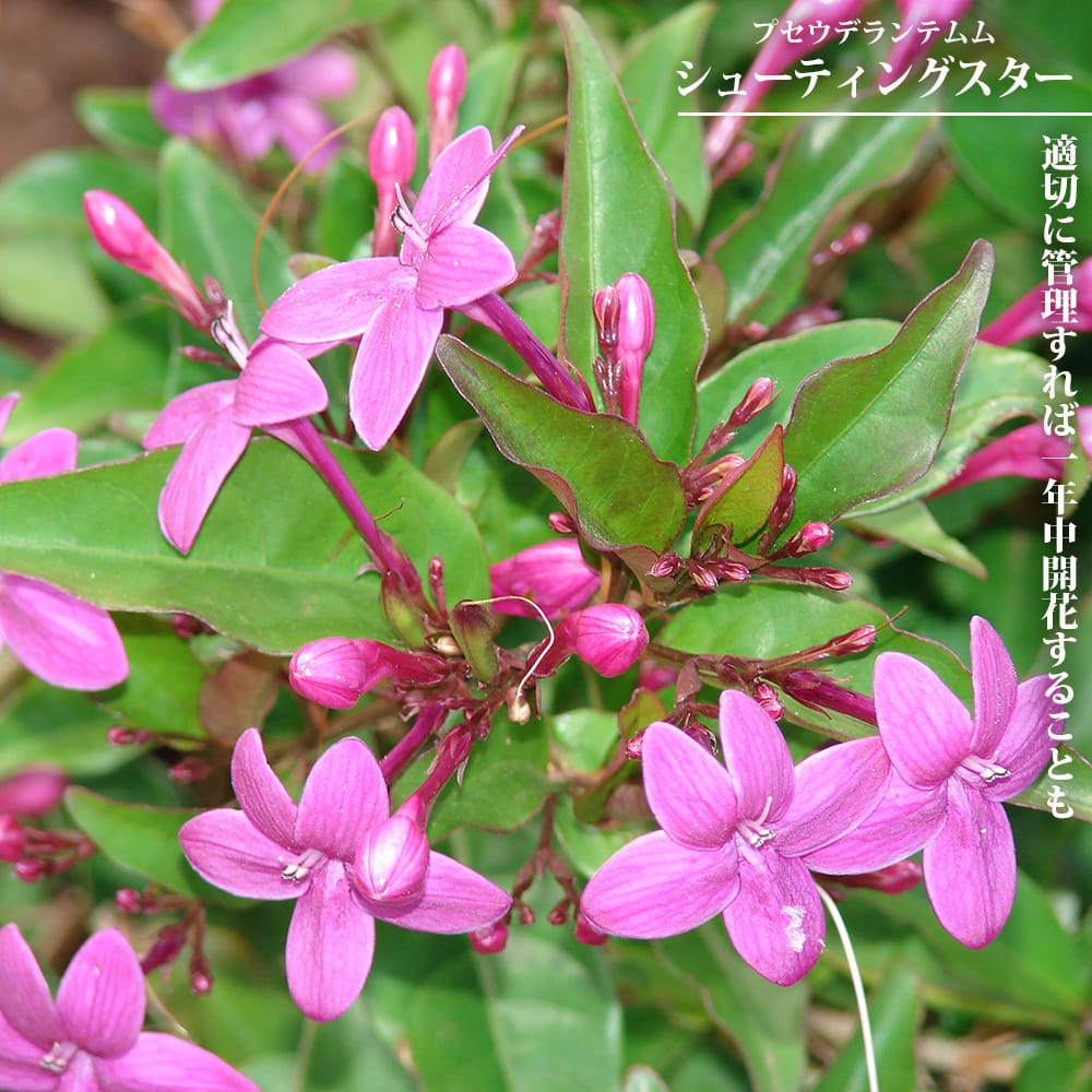 プセウデランテムム シューティングスター 