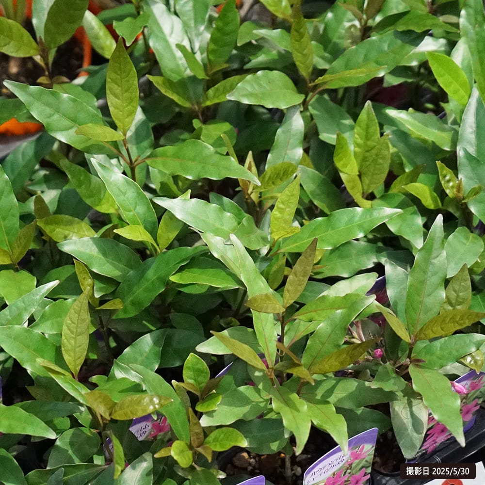 プセウデランテムム シューティングスター 1