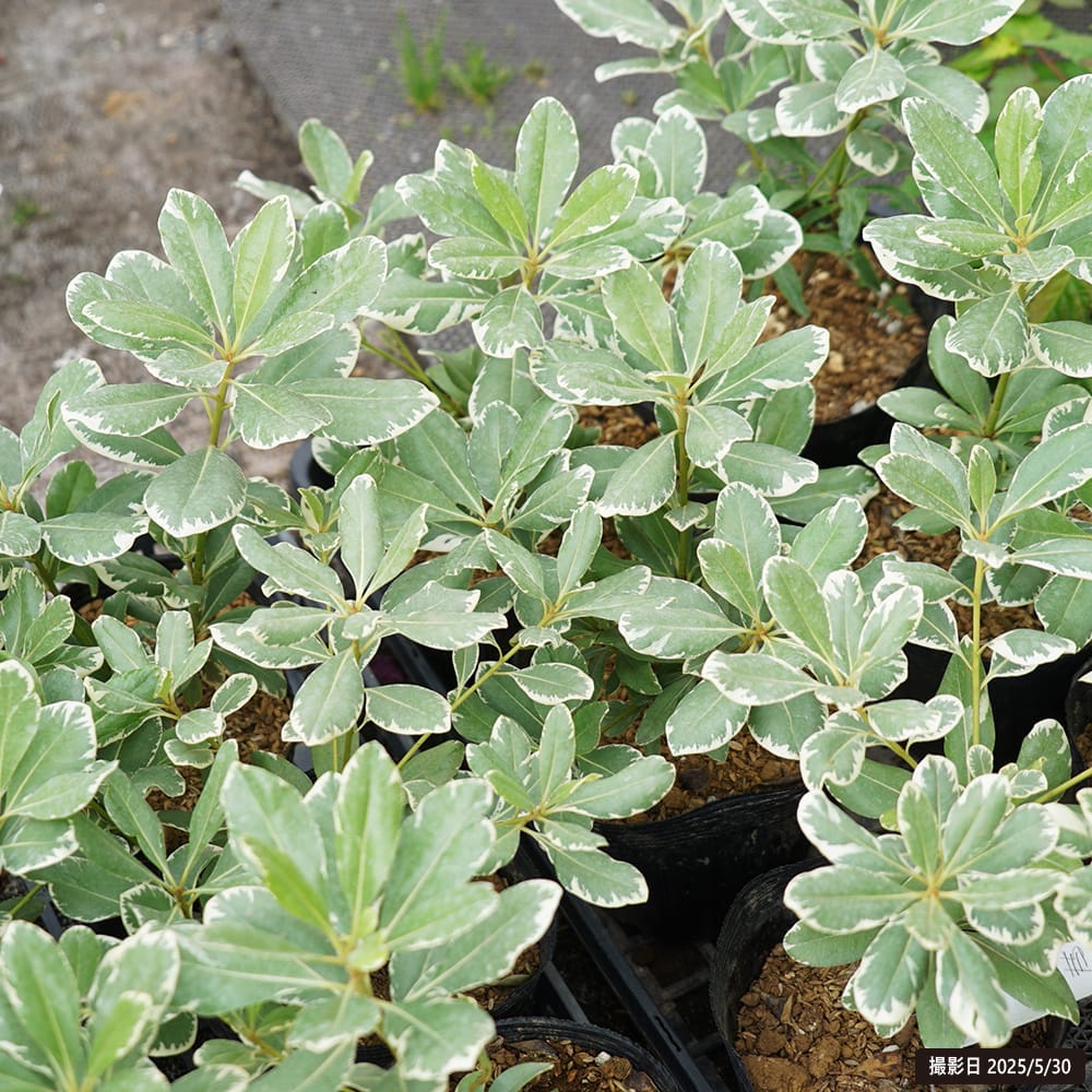 トベラ 斑入りトベラ  2