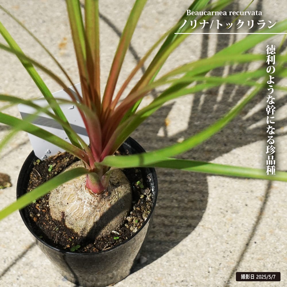 トックリラン 苗 販売 苗木部 By 花ひろばオンライン