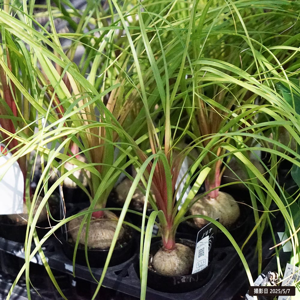 トックリラン 苗 販売 苗木部 By 花ひろばオンライン