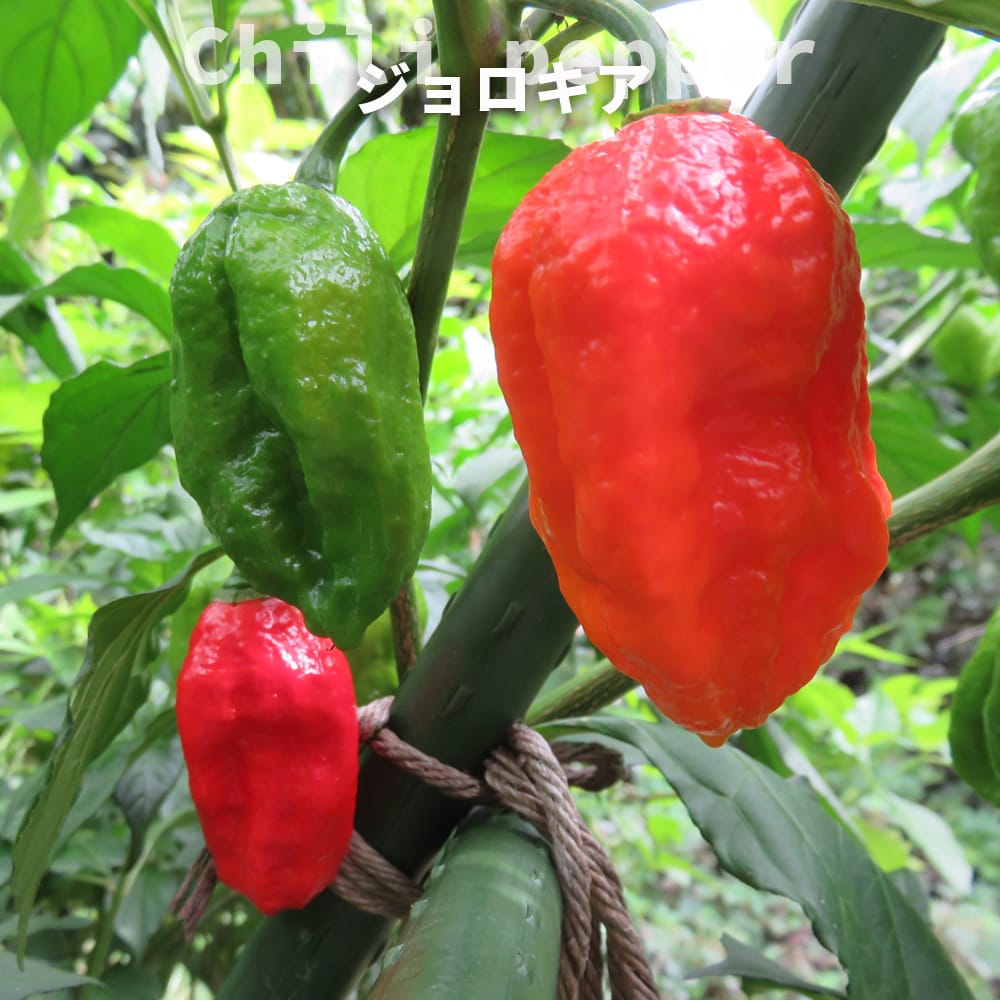 とうがらし ジェロキア 