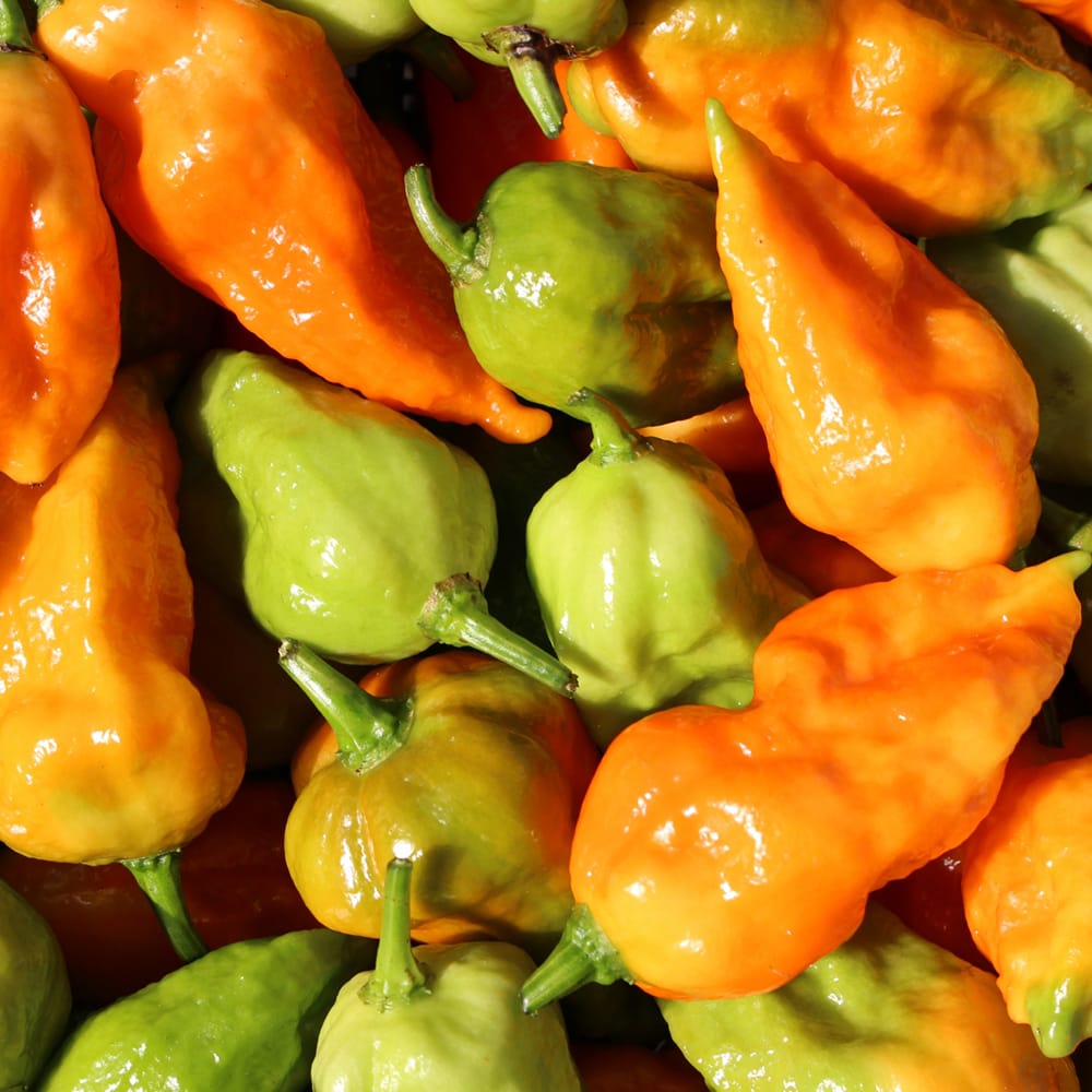 とうがらし ジェロキア 1