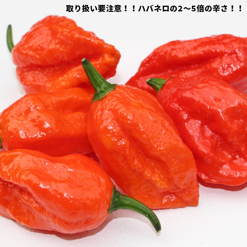 とうがらし ジェロキア 2