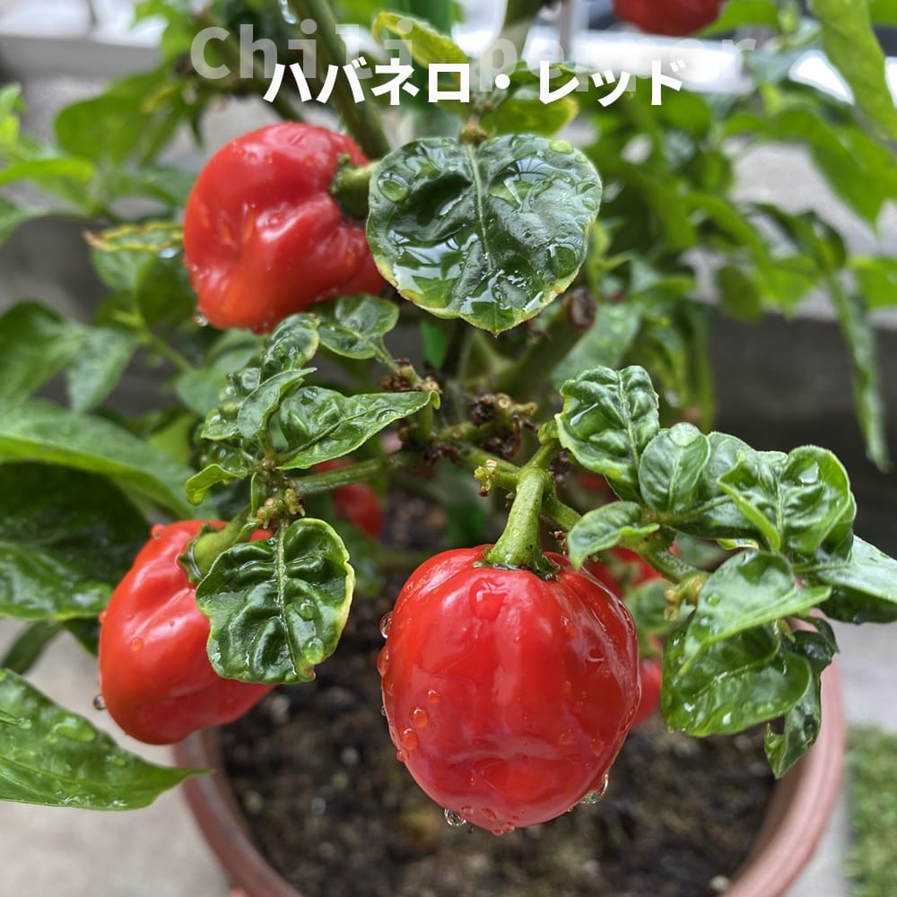 とうがらし ハバネロ レッド 