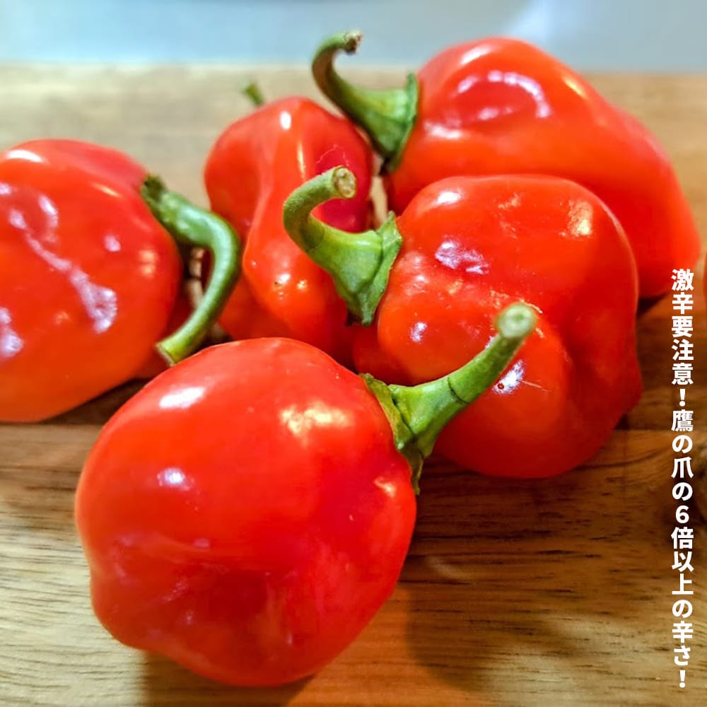 とうがらし ハバネロ レッド 1