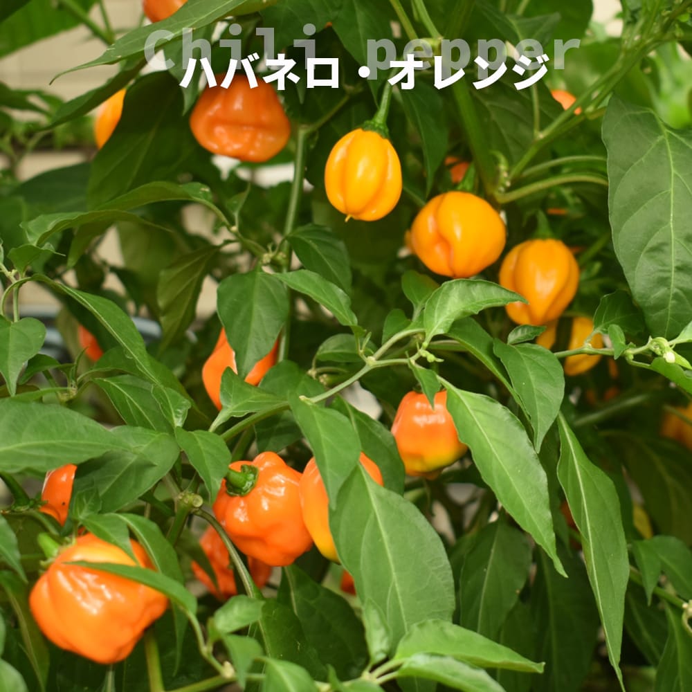 とうがらし ハバネロ オレンジ 