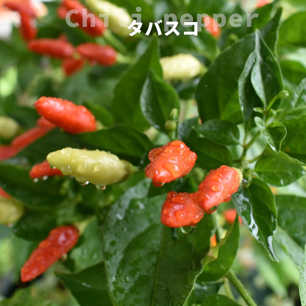 とうがらし タバスコ 