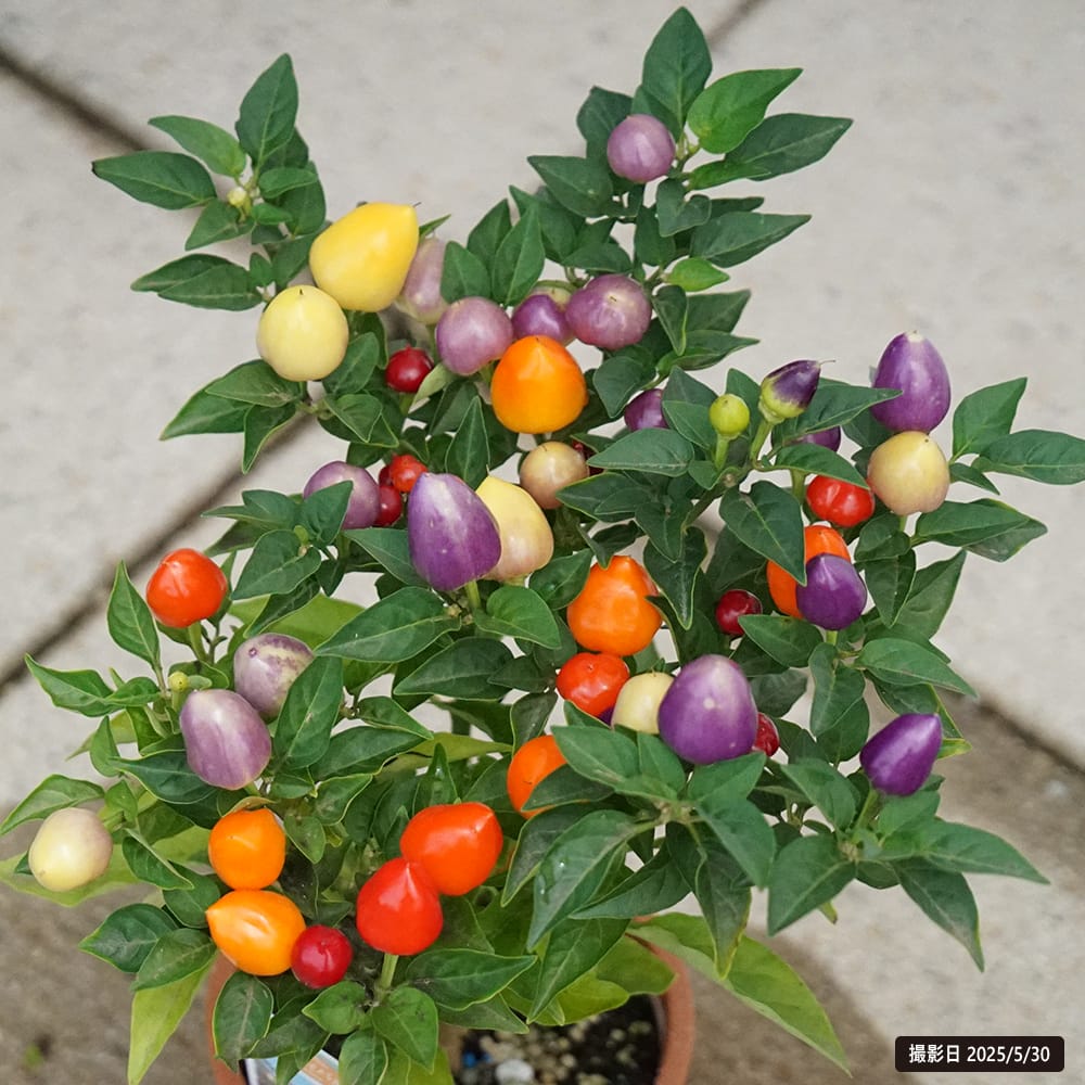 とうがらし フェスティバル 1