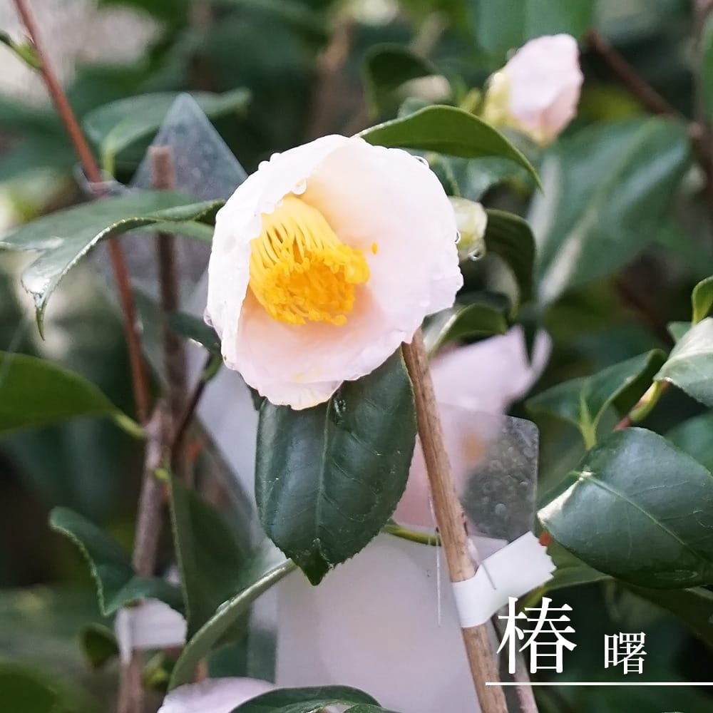 椿 曙 苗 販売 苗木部 By 花ひろばオンライン