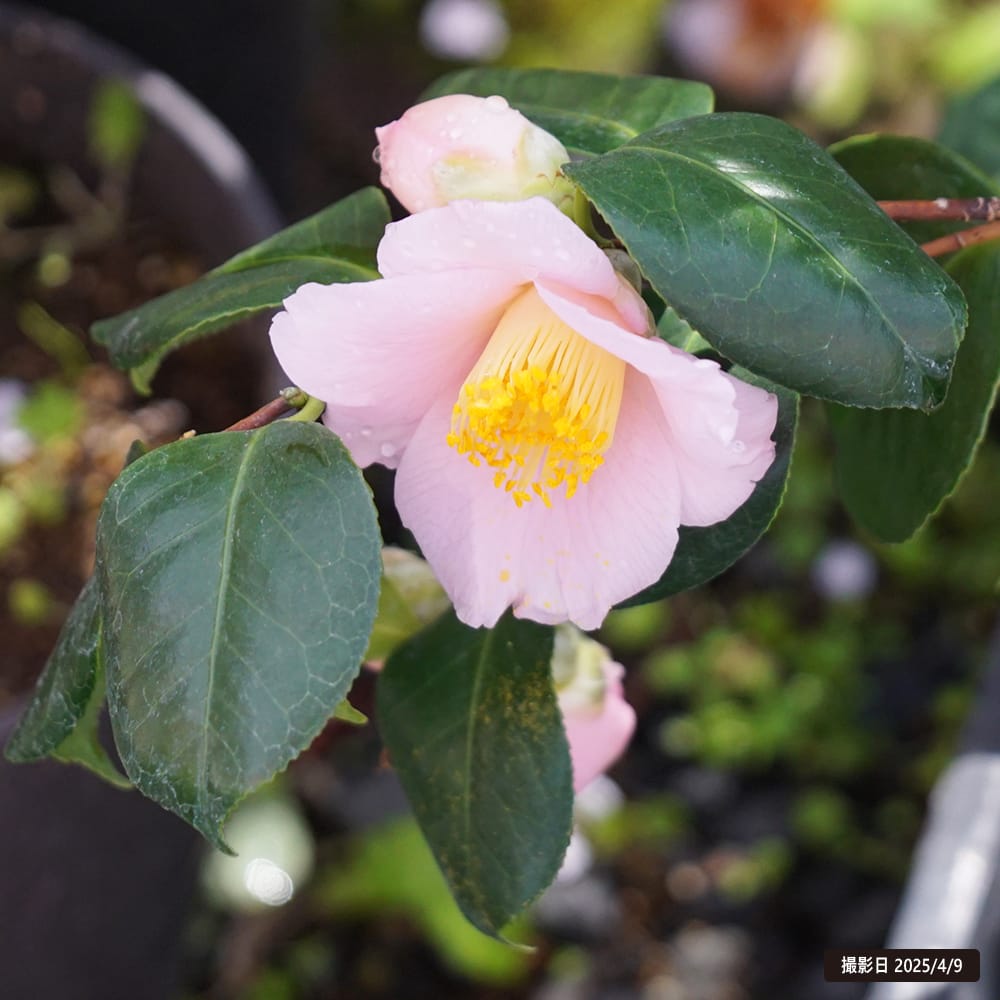 椿 曙 苗 販売 苗木部 By 花ひろばオンライン