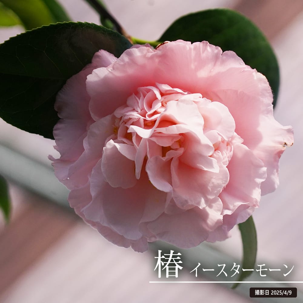 椿 イースターモーン 