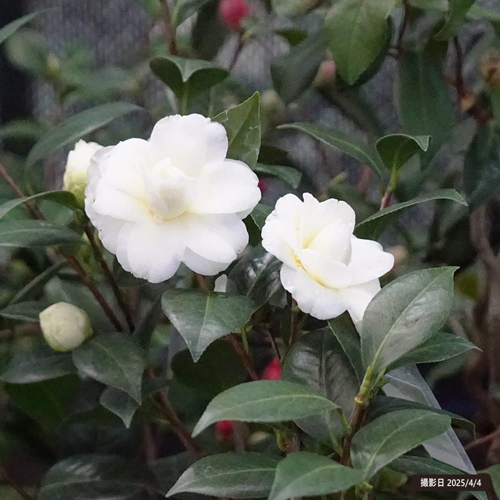 椿 ダローネガ 苗 販売 苗木部 By 花ひろばオンライン