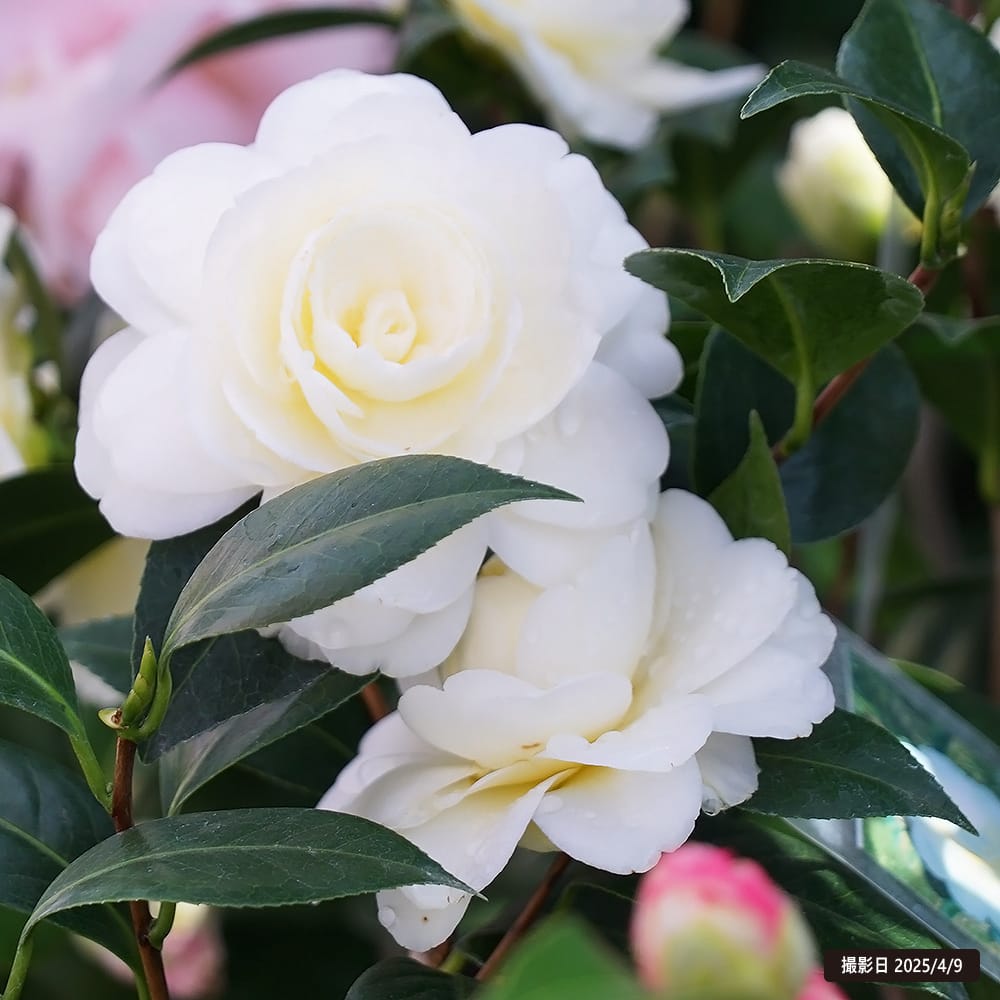 椿 ダローネガ 苗 販売 苗木部 By 花ひろばオンライン