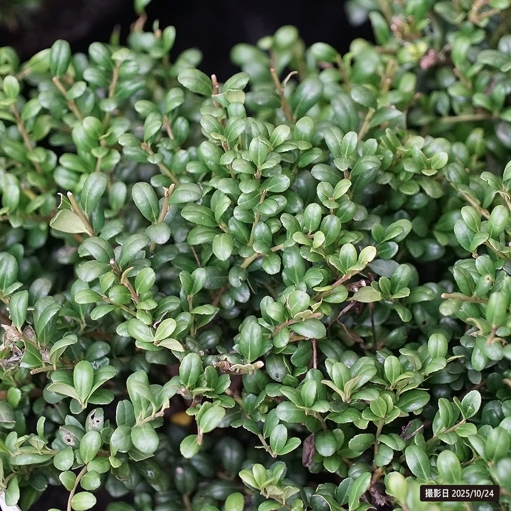 イヌツゲ マメツゲ 2